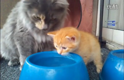 [视频]有爱猫妈妈教小猫咪喝水 并不时鼓励