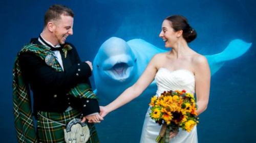 新人水族馆拍结婚照白鲸可掬“笑脸”抢镜(图)