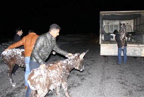 救援小组到现场时，5只驴子已经“结冻”难以走动。