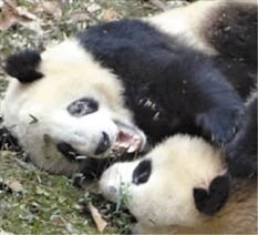 杭州一大熊猫黑眼圈变白 专家怀疑生了寄生虫(图)