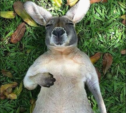 昆州澳大利亚动物园的“袋鼠鲍勃”(Kangaroo Bob)眼神迷离躺在草地上的照片，每天被转发900多次