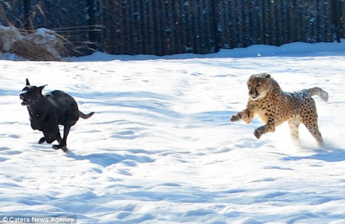 当今天冬天的第一场雪降临，萨瓦纳与马克斯就如同小孩子一般兴奋异常，不浪费一点时间，在雪地上疯狂打闹。