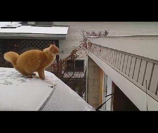 [视频]实拍萌猫蓄势待发努力跳墙 瞬间跌落