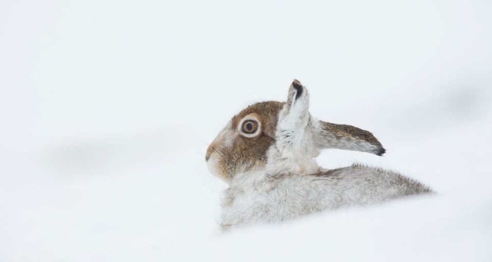 组图:白熊拆礼物松鼠打雪仗 小动物们的圣诞时刻