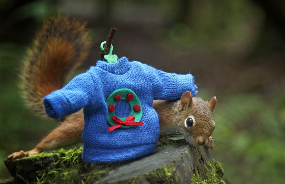 组图:白熊拆礼物松鼠打雪仗 小动物们的圣诞时刻