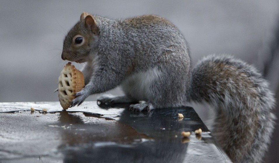 组图:白熊拆礼物松鼠打雪仗 小动物们的圣诞时刻