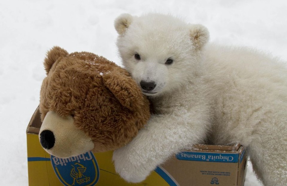 组图:白熊拆礼物松鼠打雪仗 小动物们的圣诞时刻