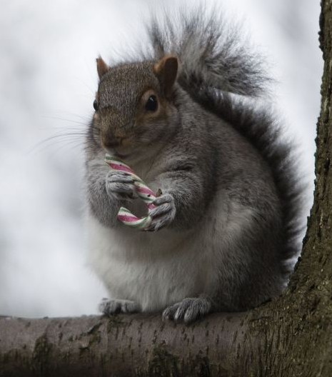 组图:白熊拆礼物松鼠打雪仗 小动物们的圣诞时刻