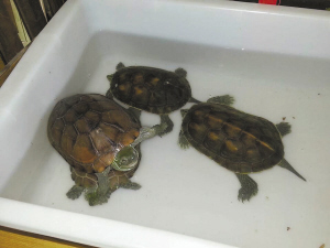 小乌龟得了腐皮病小伙伴轮流驮起助它疗伤