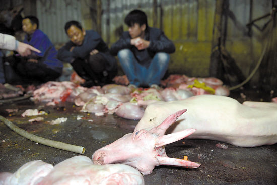 这个大型私宰羊肉窝点设在简陋的窝棚内