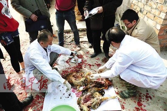 养鸡场500多只鸡被鞭炮声吓死 专家:应激死亡