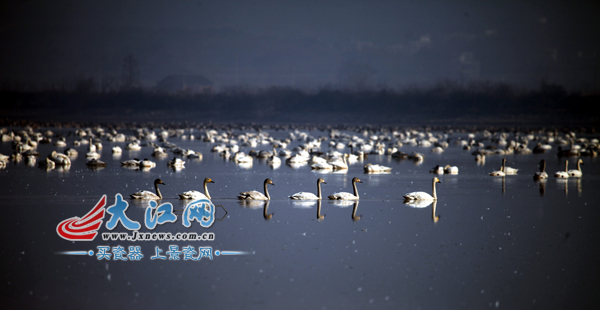 近十万只天鹅、大雁在鄱阳湖九江都昌县矶山湖湿地聚集