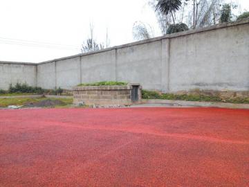 搬罾中学操场角落的坟墓。