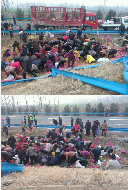 沪陕高速南阳段附近一货车侧翻 20余顿苹果遭抢