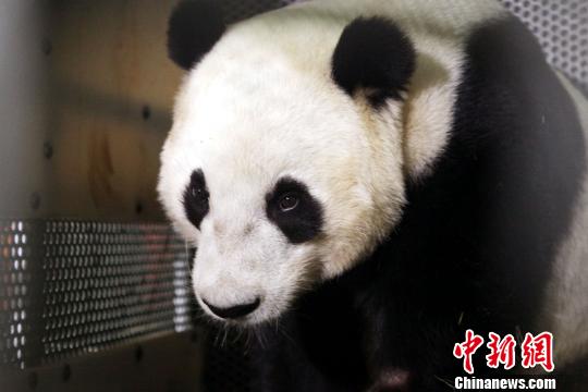 在美出生的大熊猫宝宝“云子”首次回国过年（图）