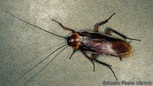 男子睡觉时痛醒送医耳中取出长2厘米蟑螂（图）