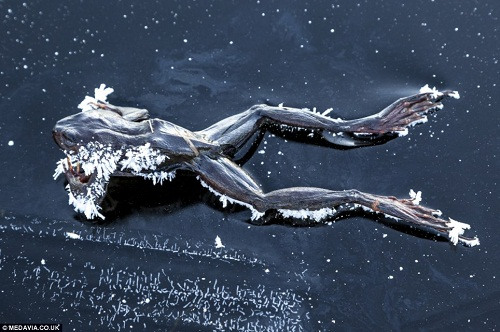 青蛙被冻湖面变冰雕浑身冰花保持前进姿态（图）