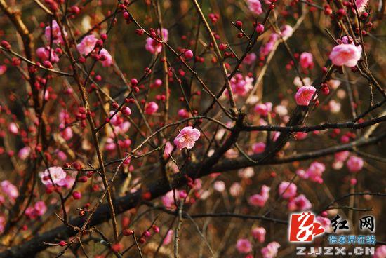 张家界国家森林公园梅花盛开惹人爱（组图）