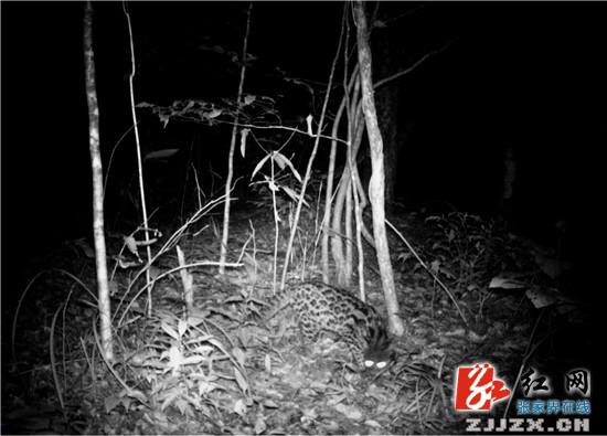 云豹黑熊惊现桑植县八大公山保护区
