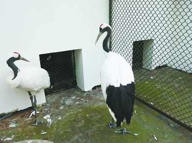 两只丹顶鹤被送到动物救助站进行隔离。 记者杨涛 摄