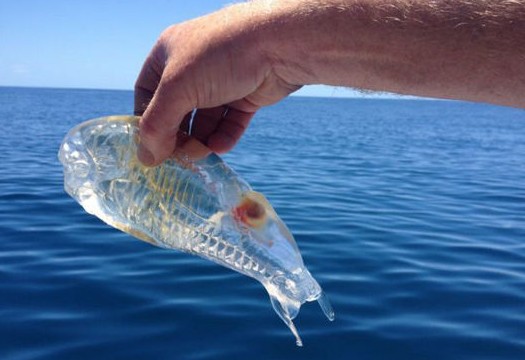 新西兰捕鱼者钓到神秘透明虾：像果冻一样（图）