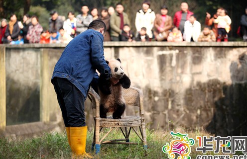 今天下午，5个月大的熊猫宝宝与游客见面。 首席记者 李靖 摄