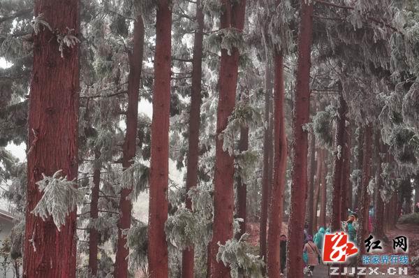 【欢乐春节】张家界黄石寨雾凇美景迷游人（组图）
