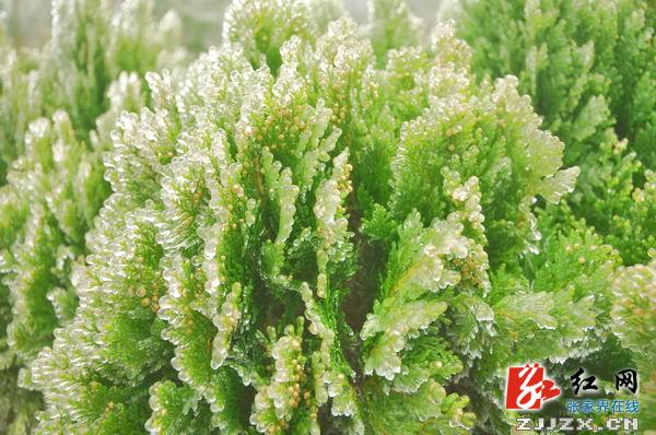 【欢乐春节】张家界黄石寨雾凇美景迷游人（组图）