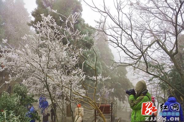 【欢乐春节】张家界黄石寨雾凇美景迷游人（组图）