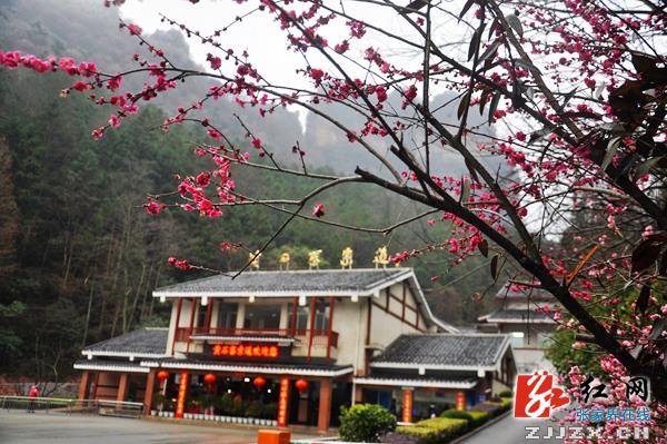 【欢乐春节】张家界黄石寨景区千株梅花怒放迎春（组图）