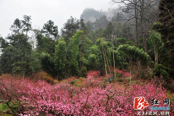 【欢乐春节】张家界黄石寨景区千株梅花怒放迎春（组图）