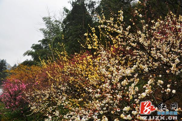 【欢乐春节】张家界黄石寨景区千株梅花怒放迎春（组图）