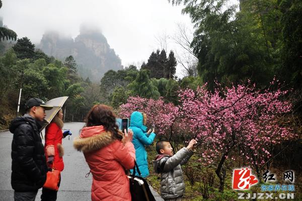 【欢乐春节】张家界黄石寨景区千株梅花怒放迎春（组图）