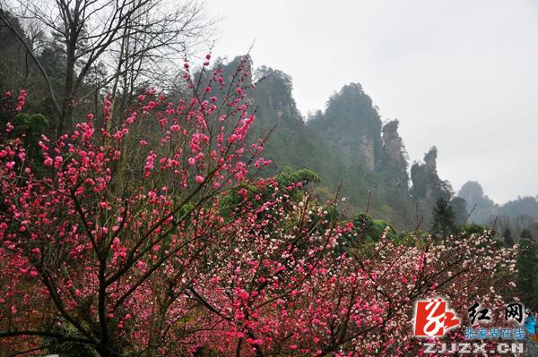 【欢乐春节】张家界黄石寨景区千株梅花怒放迎春（组图）