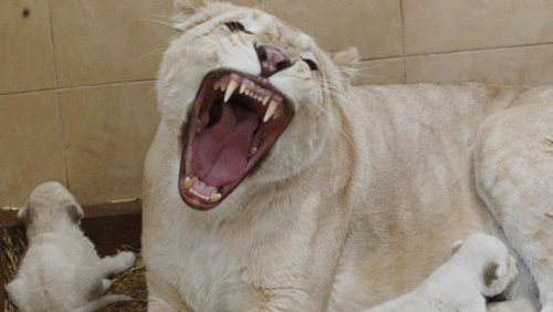 白狮因为基因缺陷很抗拒生产,并且抵触初生幼崽,这头白狮一下就生了三胞胎十分罕见。