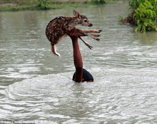 贝拉尔托举小鹿，欲将其送抵岸上。