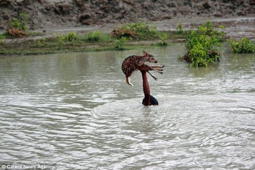 摄影师瓦哈卜(Wahab)称，因为接连多天的暴雨导致河流的水特别满，他们都担心这名男孩会被淹死。