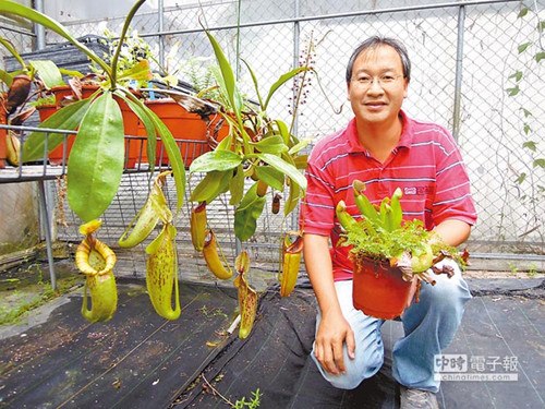台湾苗栗县卓兰镇丰田小学6年级导师徐嘉骏带领学生种猪笼草等食虫植物，班上同学痛失至亲，师生决定义卖猪笼草，替同学筹措丧葬费。（图自台湾《中国时报》）