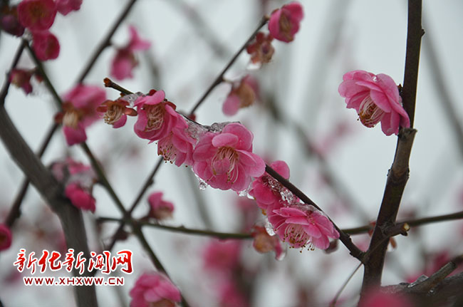 结了冰的梅花,好像"冻花"