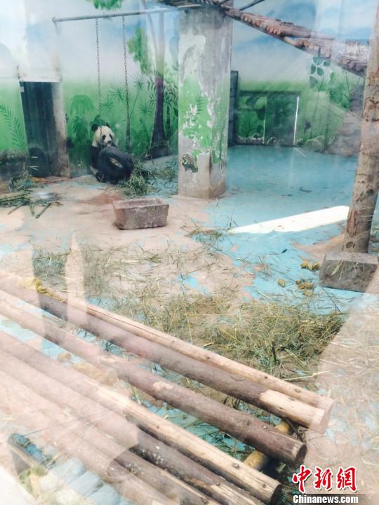 13日，郑州市动物园珍稀馆内，熊猫房舍地板上随处可见熊猫的粪便，熊猫食用的竹子与粪便直接接触。　曹铮　摄