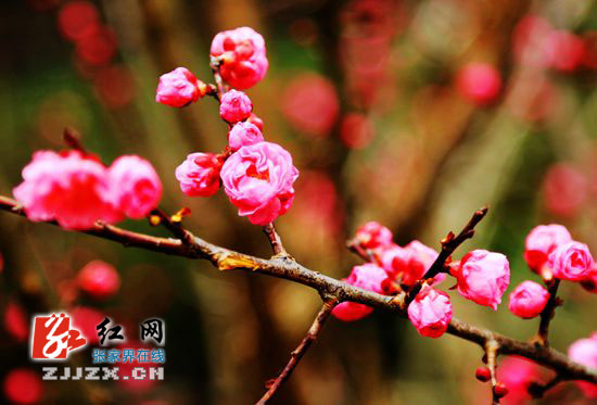 张家界黄龙洞景区早春梅花渐次开放迎客来