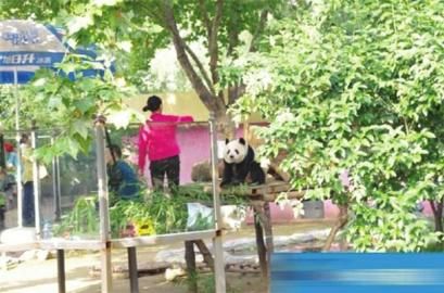 　郑州动物园的大熊猫在“红衣”女子指导下和游客合影。 图据网友