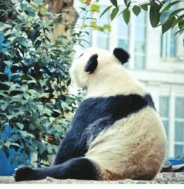 这是2011年网友在郑州市动物园拍到的熊猫的背影：很长时间，它都是呆呆地望着头顶的树叶。 　　图据网友@哪吒
