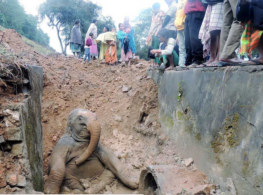 印度呆萌小象掉进沟渠 铁路停运路人自发营救