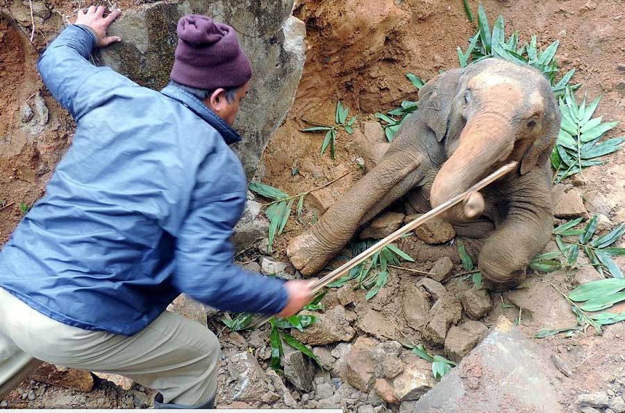 印度呆萌小象掉进沟渠 铁路停运路人自发营救