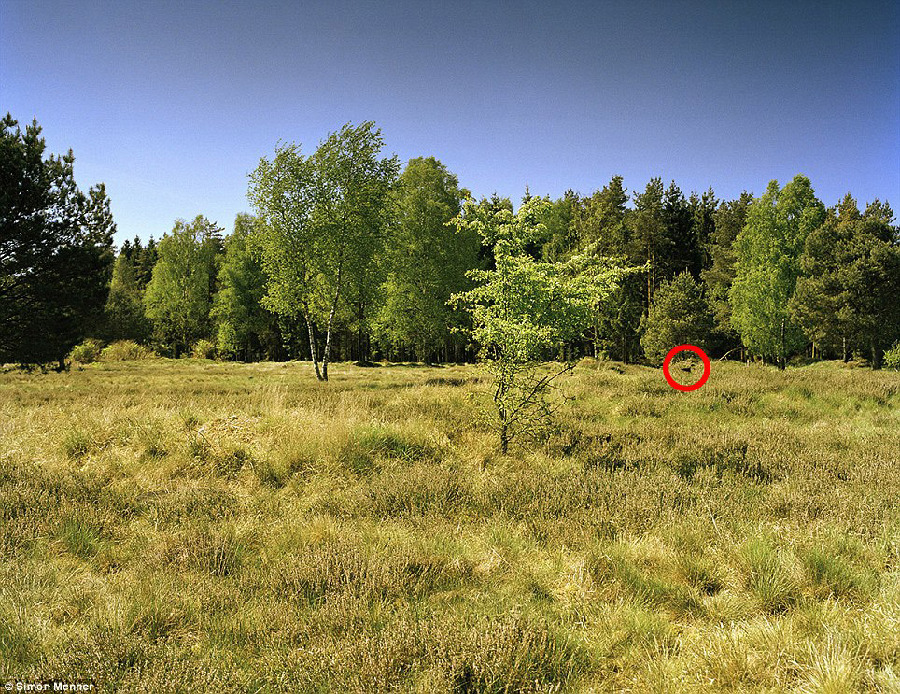 德国军队狙击手藏身术：与自然融为一体