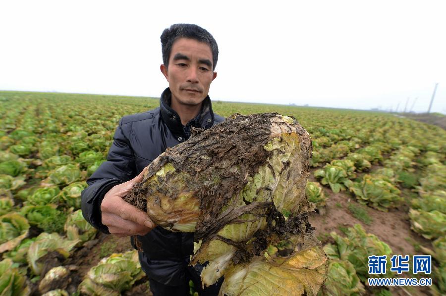3月3日，湖南省汨罗市磊石乡白菜种植大户徐军展示一株已经腐败发黑的白菜。新华社记者龙弘涛摄