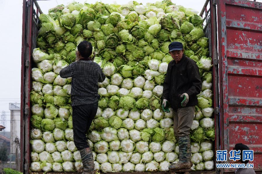 　　3月3日，湖南省汨罗市磊石乡村民将白菜搬运上货车准备外运。新华社记者龙弘涛摄