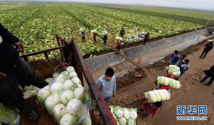 3月3日，湖南省汨罗市磊石乡菜农搬运白菜上货车。新华社记者龙弘涛摄