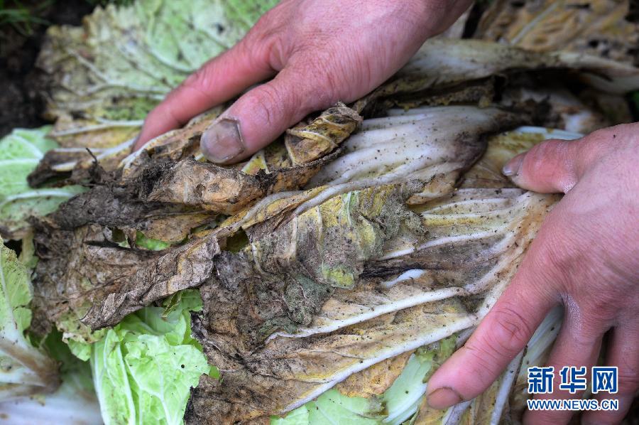 湖南省汨罗市磊石乡菜地里已经腐败发黑的白菜（3月3日摄）。新华社记者龙弘涛摄